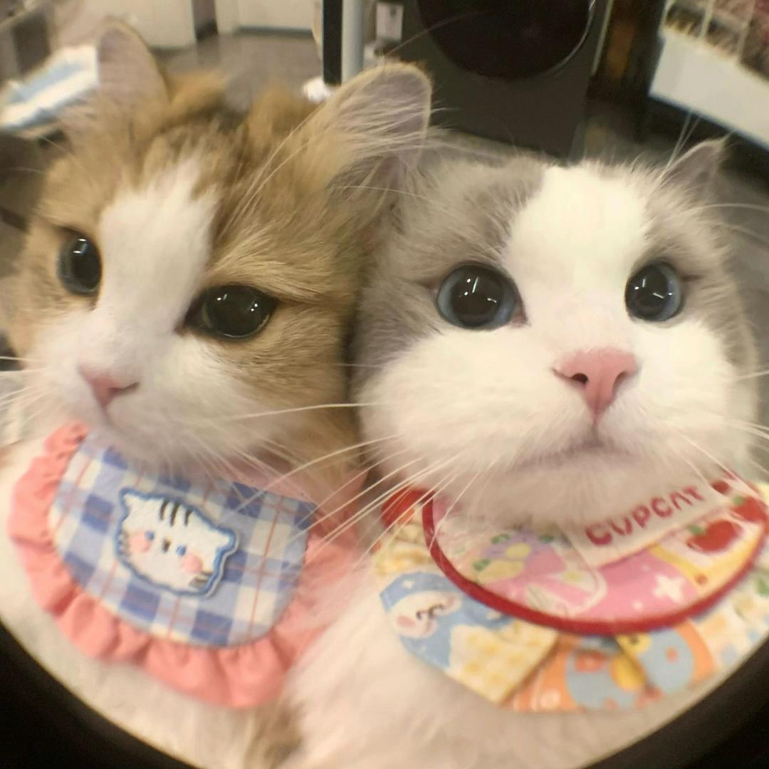 小猫条🐱