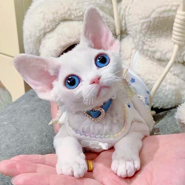 虫哥家德文