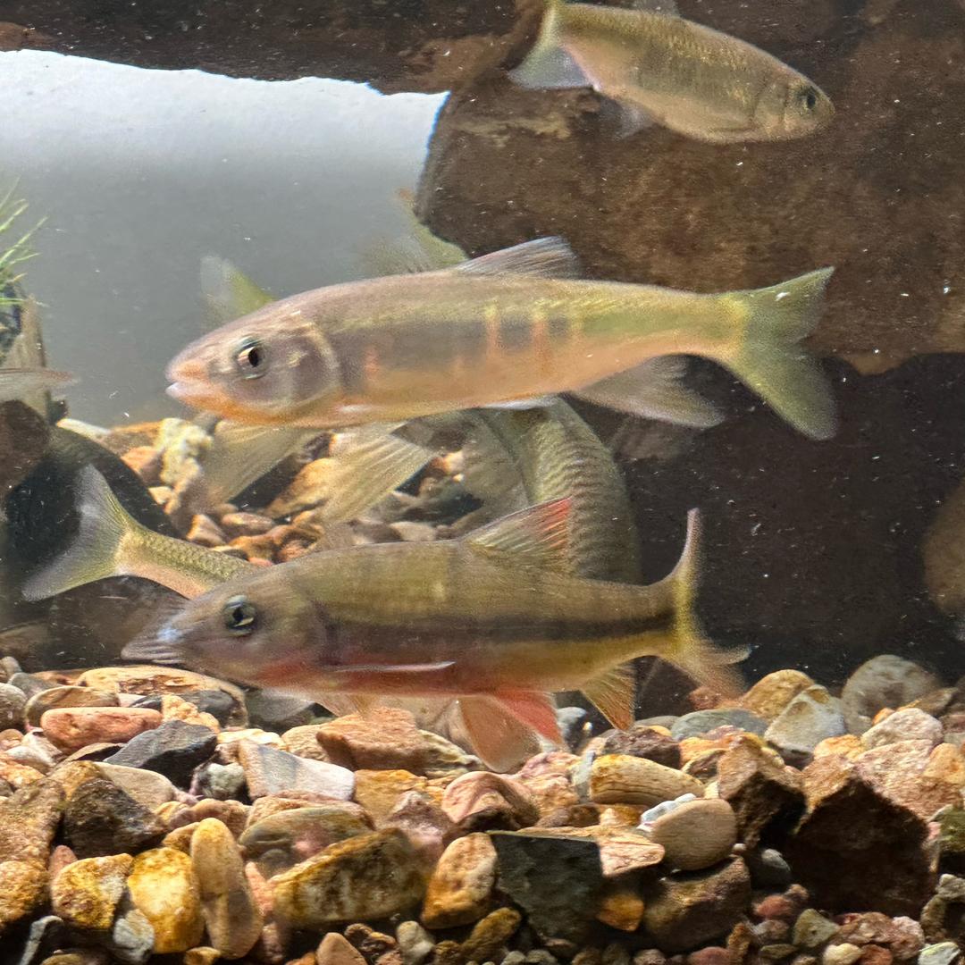 马上，最后一杆