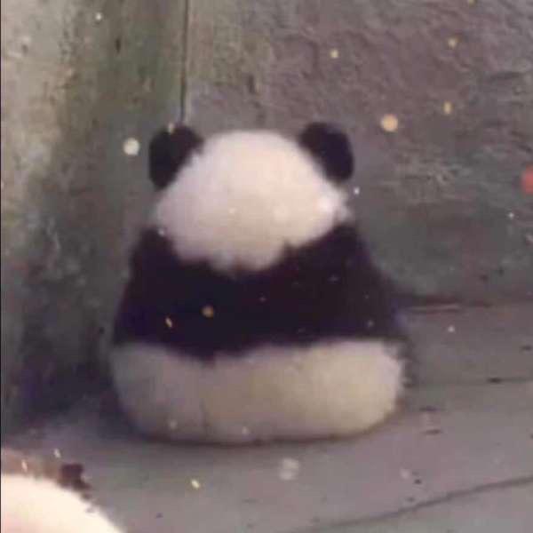 自毙熊
