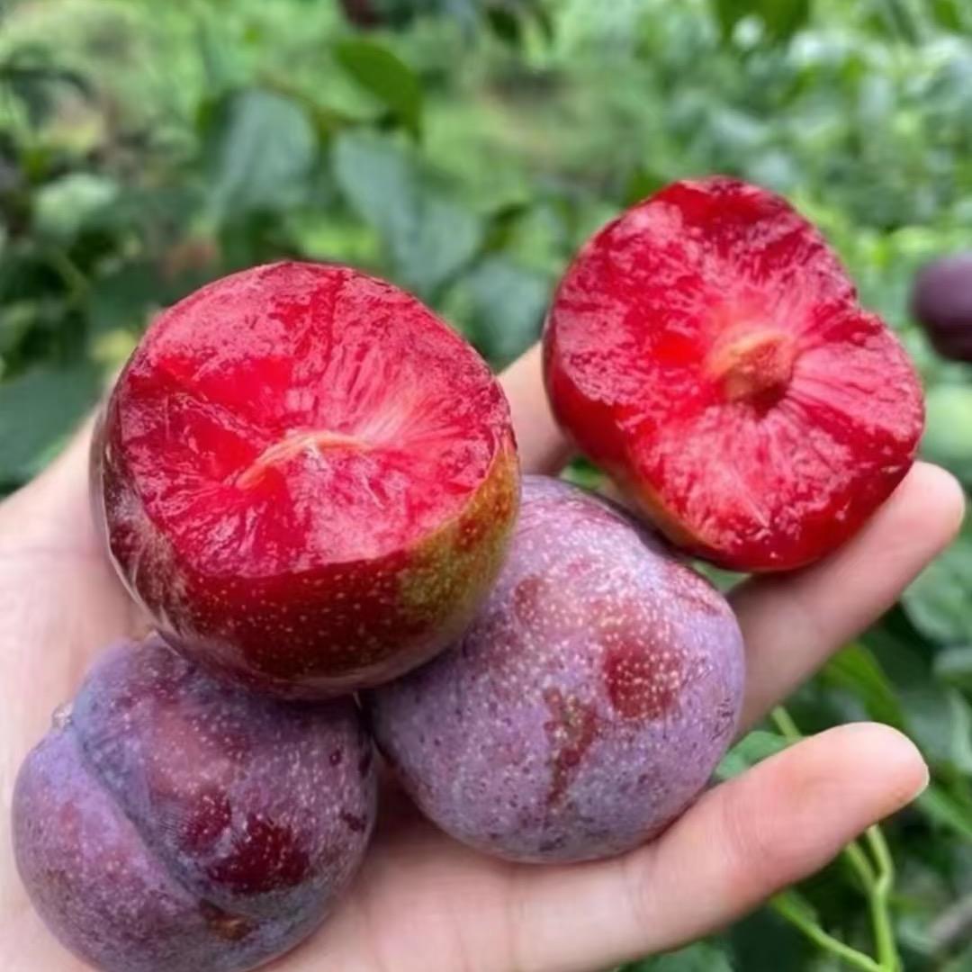 万悦卉一亩良田果树苗木专卖店