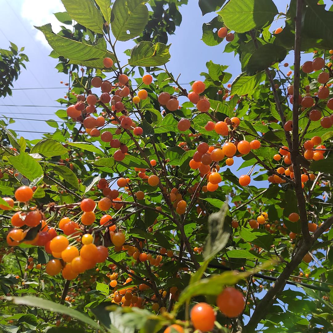 樱桃🍒