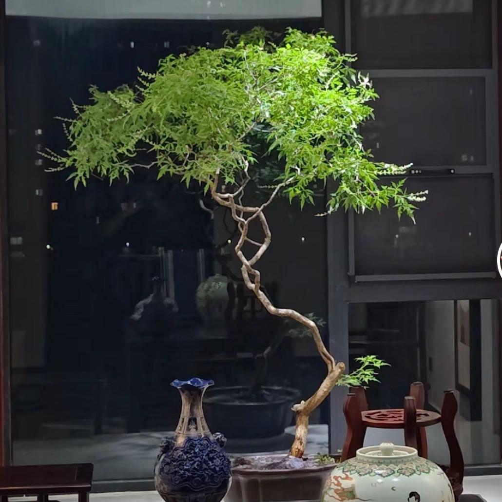 太行山精品黄荆树