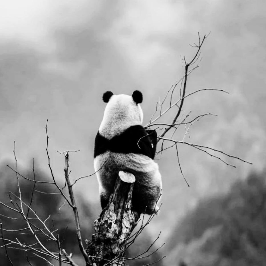 熊猫抱大树