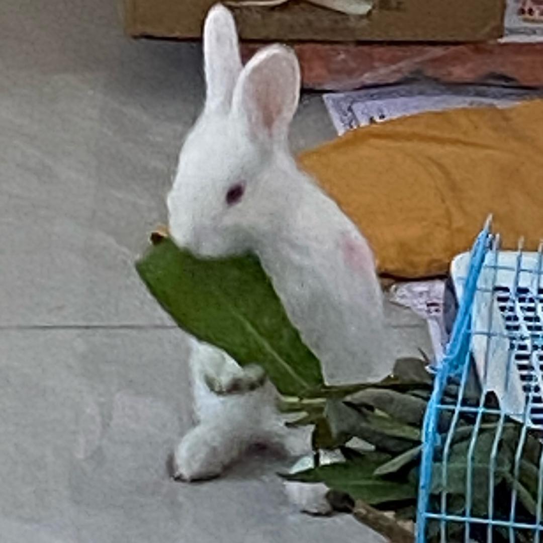葫芦宝宝