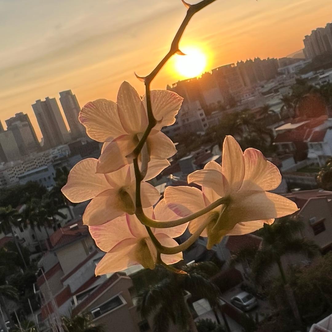 清秋