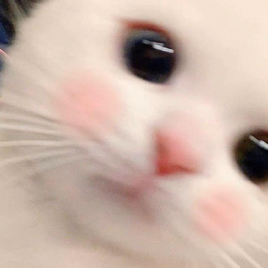 🐾小猫咪
