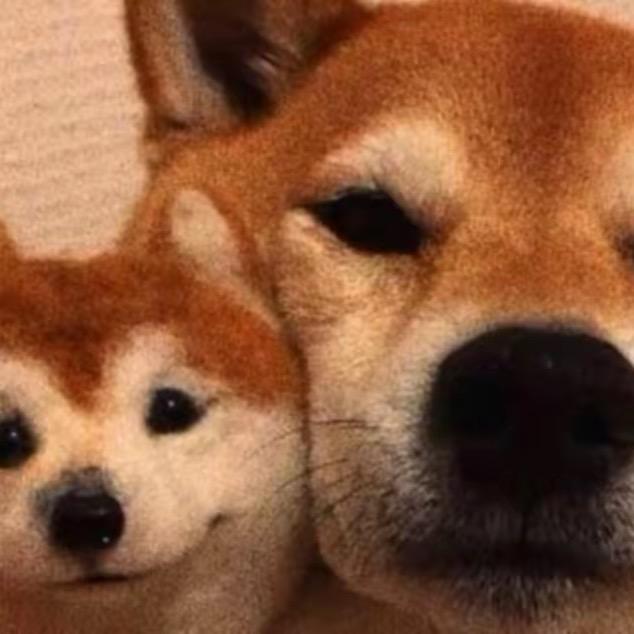 睡不饱的睡觉大王