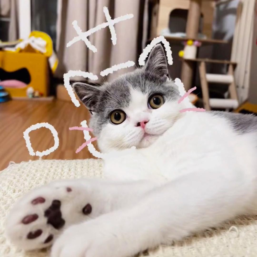 汤圆圆滚滚