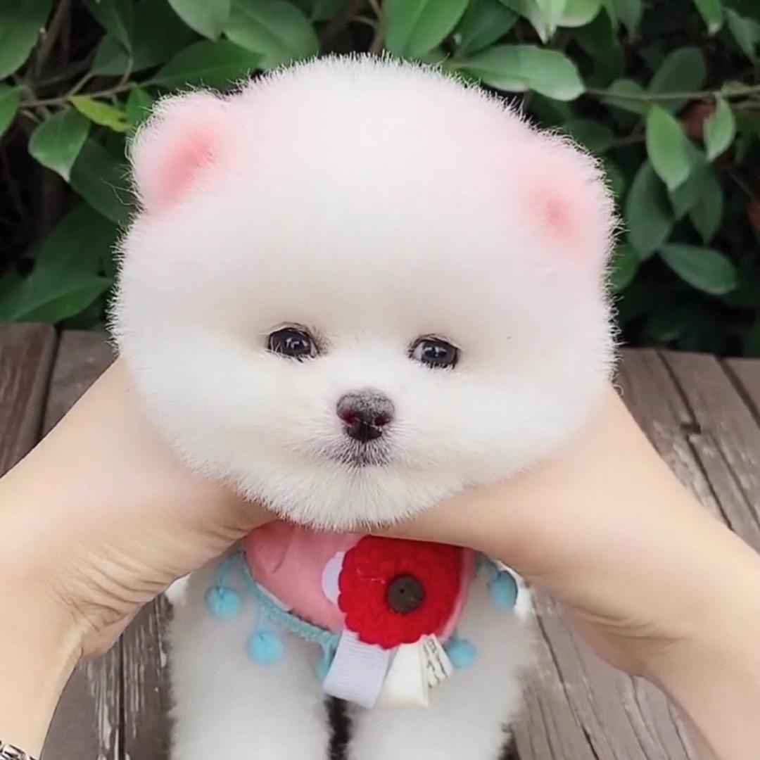 费韵诗萌
