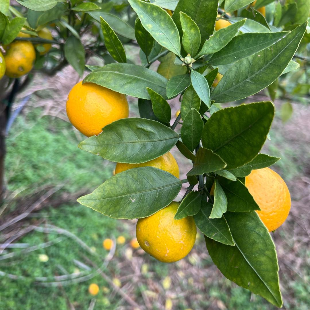 果果采摘园果果水果采摘