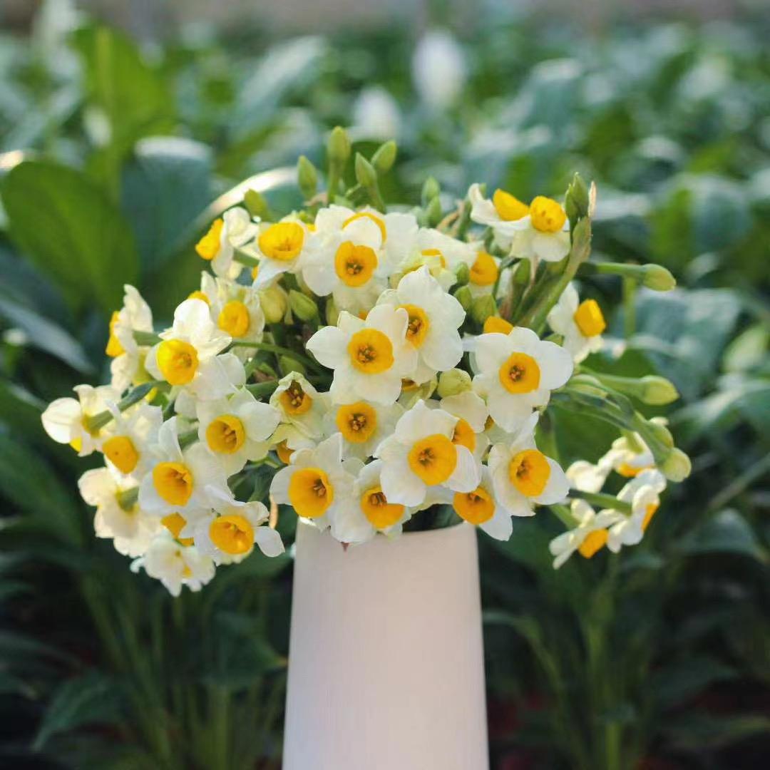 小丽花团水仙花