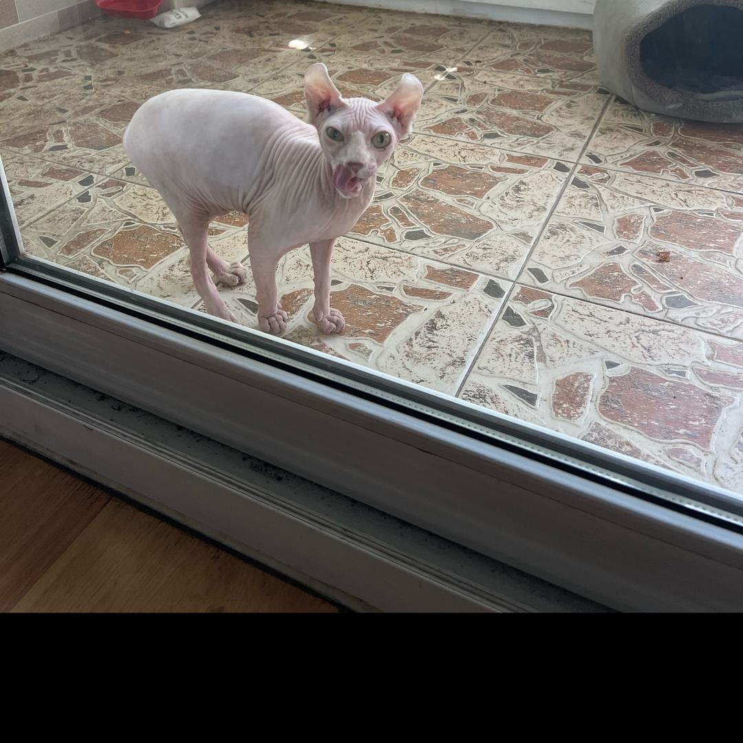 斯芬克斯的生活