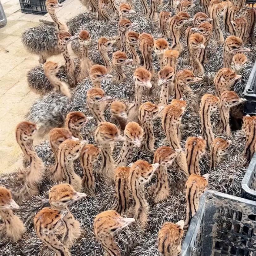椰源生态养殖