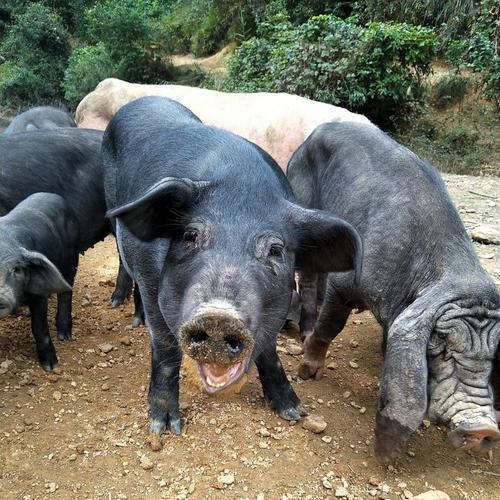 临沂猪大佬 跑山 溜达猪