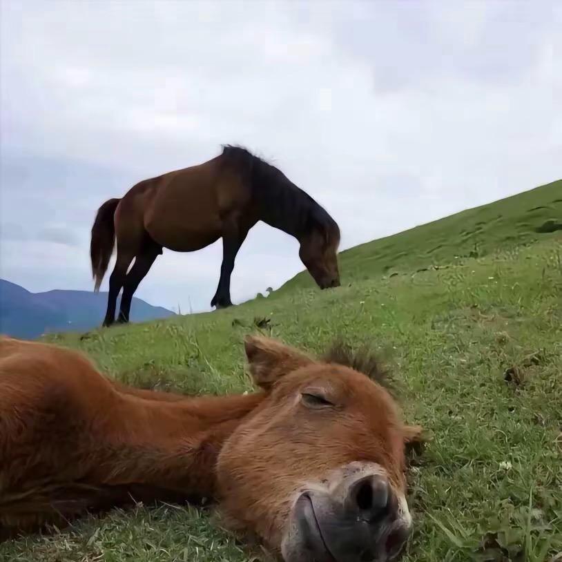 颢轩