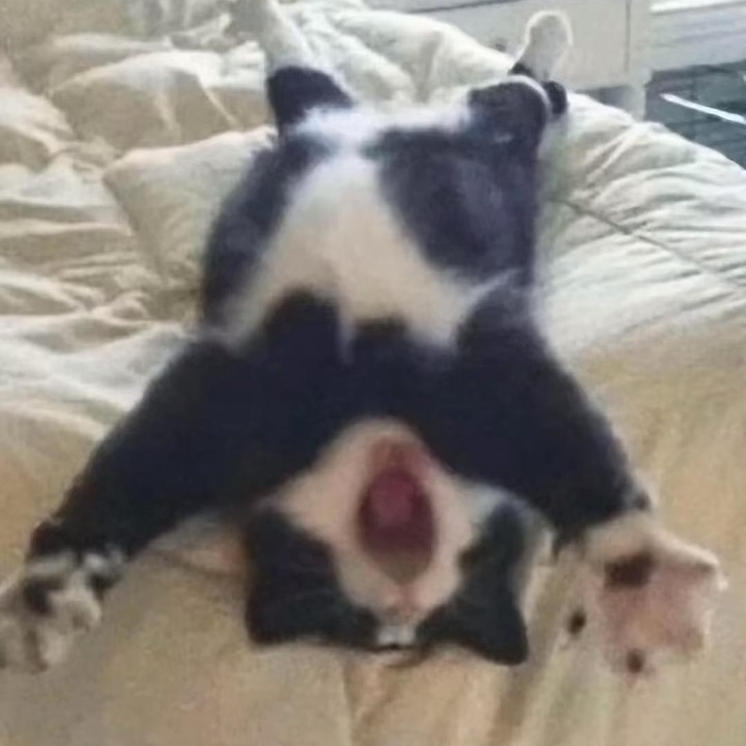 猫猫