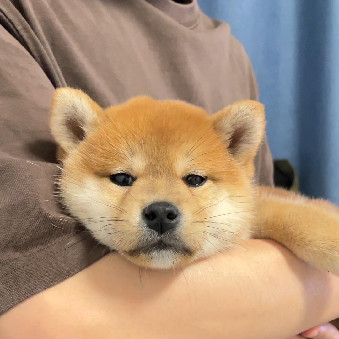 柴犬花妹
