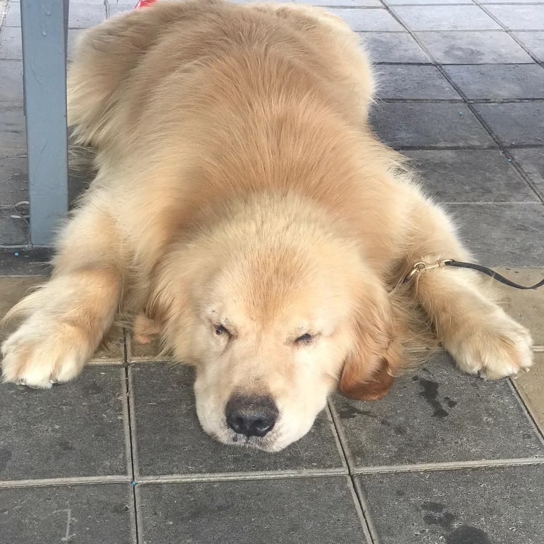 越瘸越丢拐，