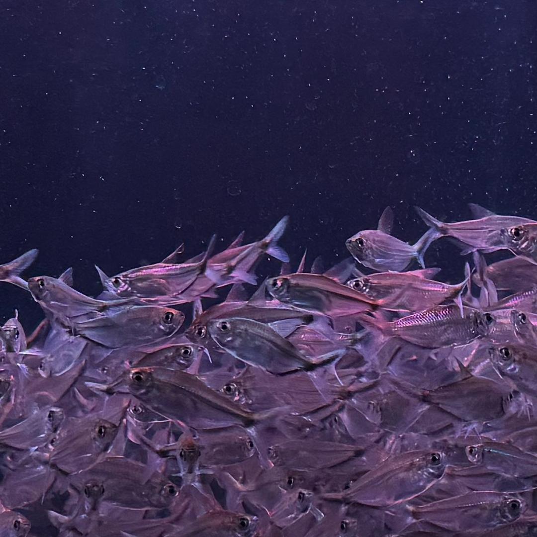 阿良水族馆