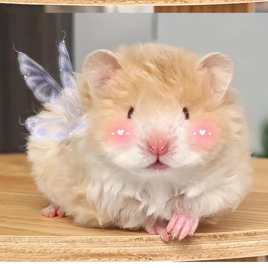 鼠猫宠物优品