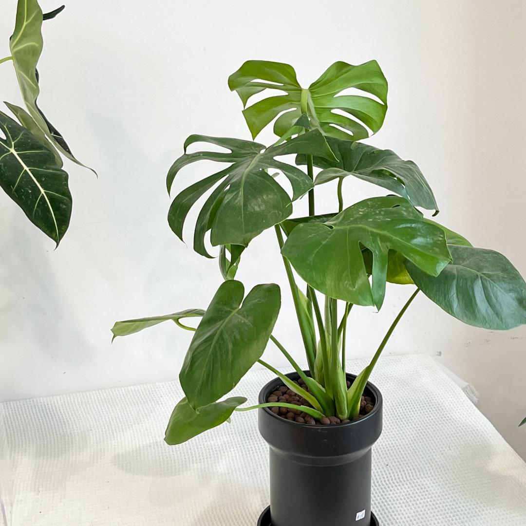 应城焦姿时尚百货臻选阁