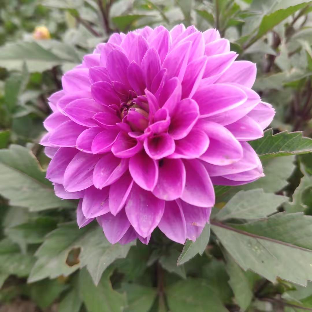 🍀习惯～就好¹⁶⁸³🍬🍬