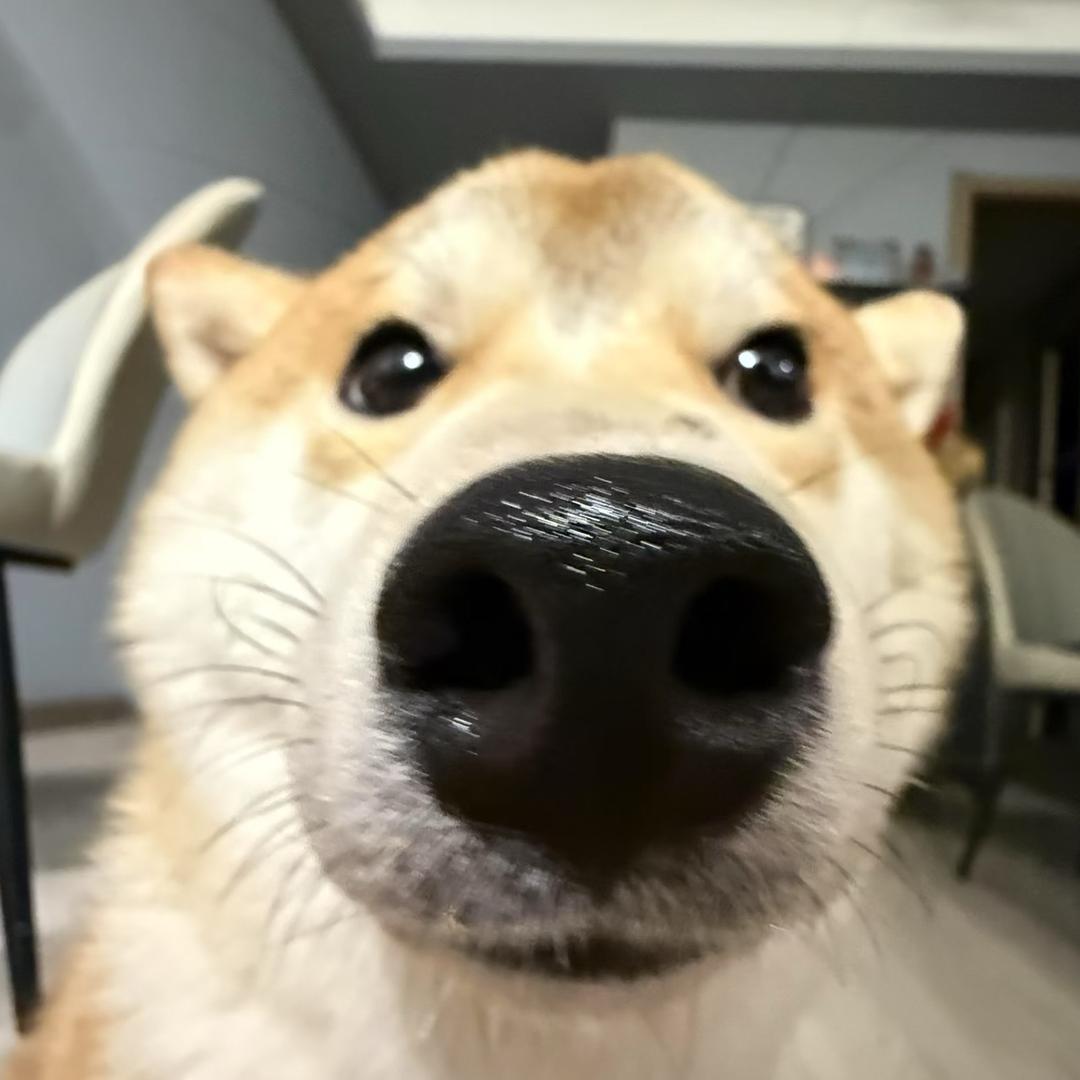 小电马动达