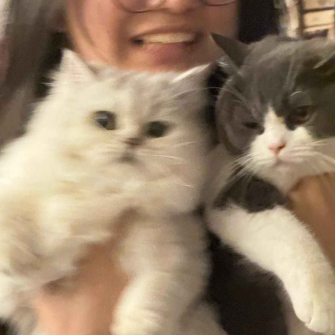 做一只猪吧