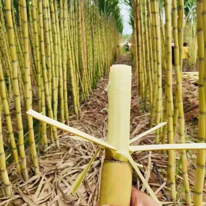 黄金甘蔗原产地直发