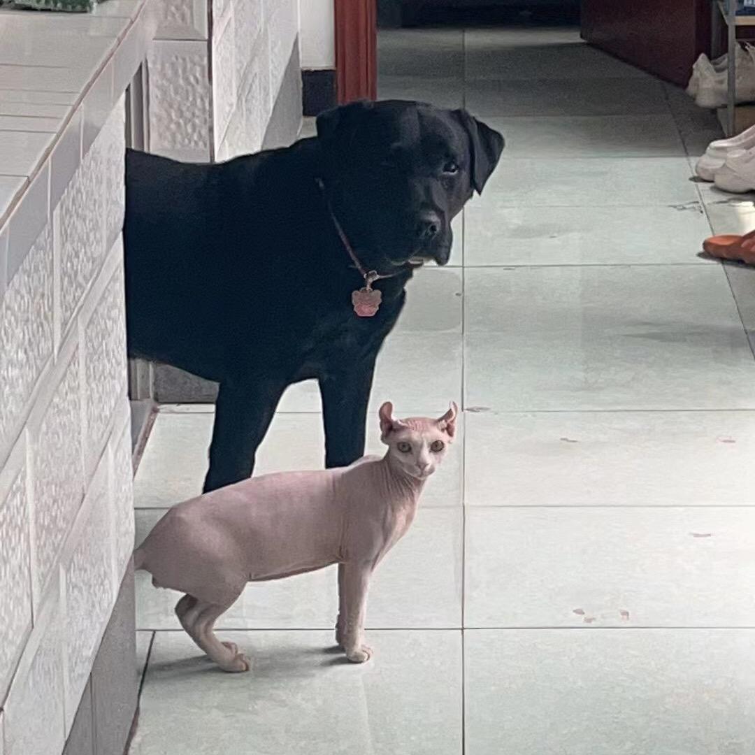 拉布与卢比日常