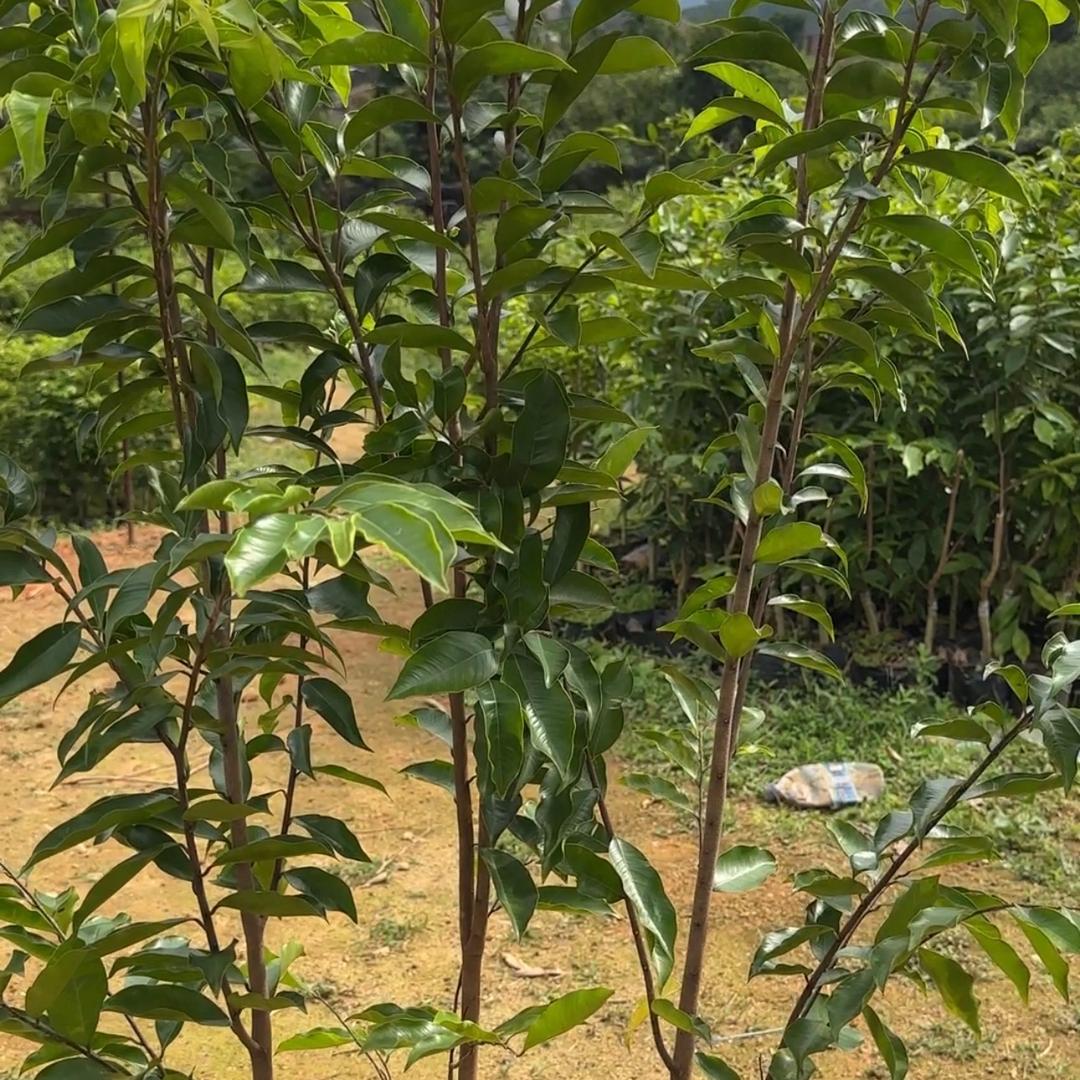 程达苗木种植场