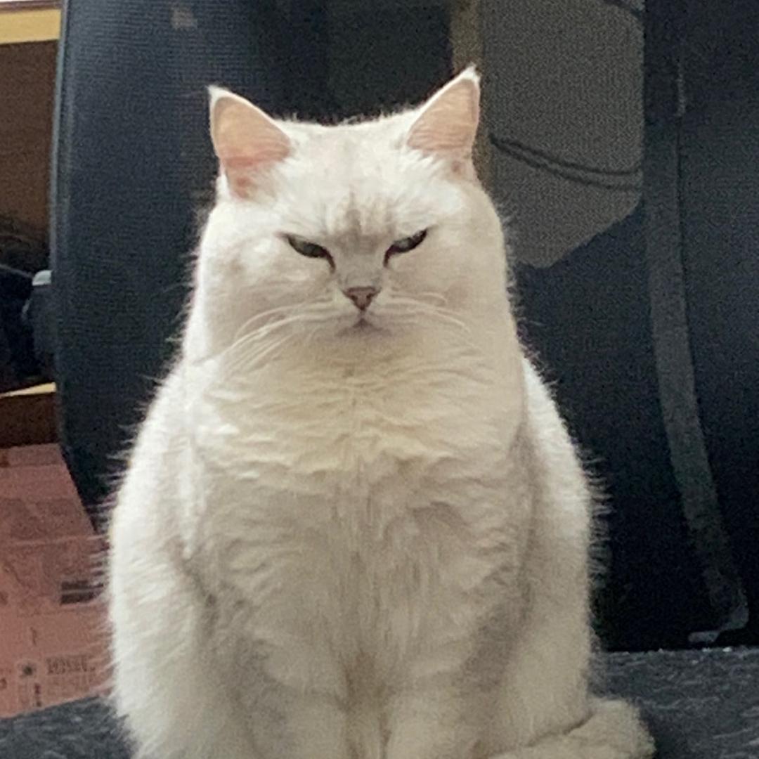 胖咪胖墩墩🐾头像