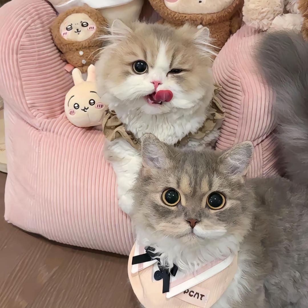 喵牛