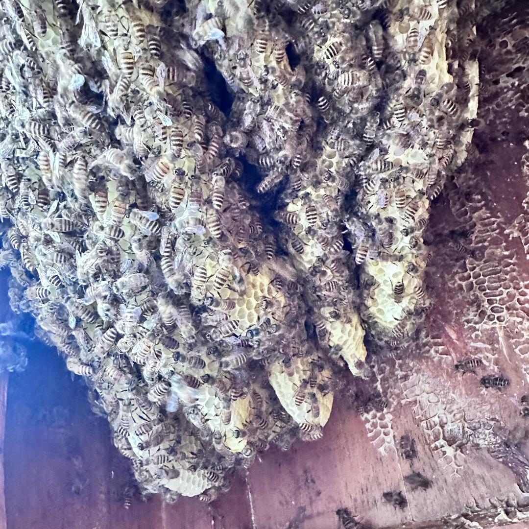 老王养蜜蜂