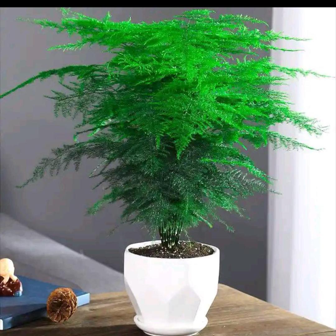 花房姑娘