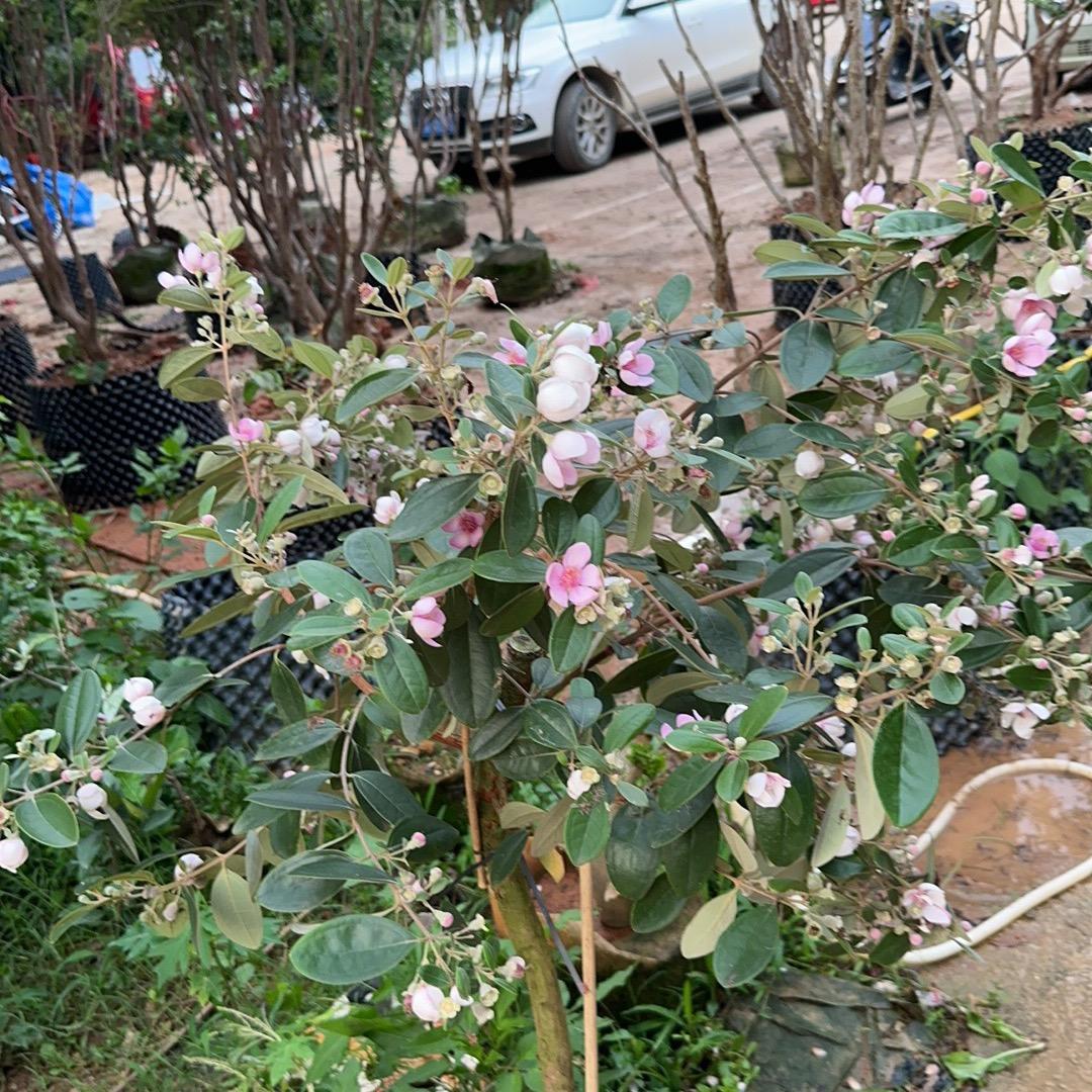 倾城靓苗果树苗木专营店玲妹妹优选