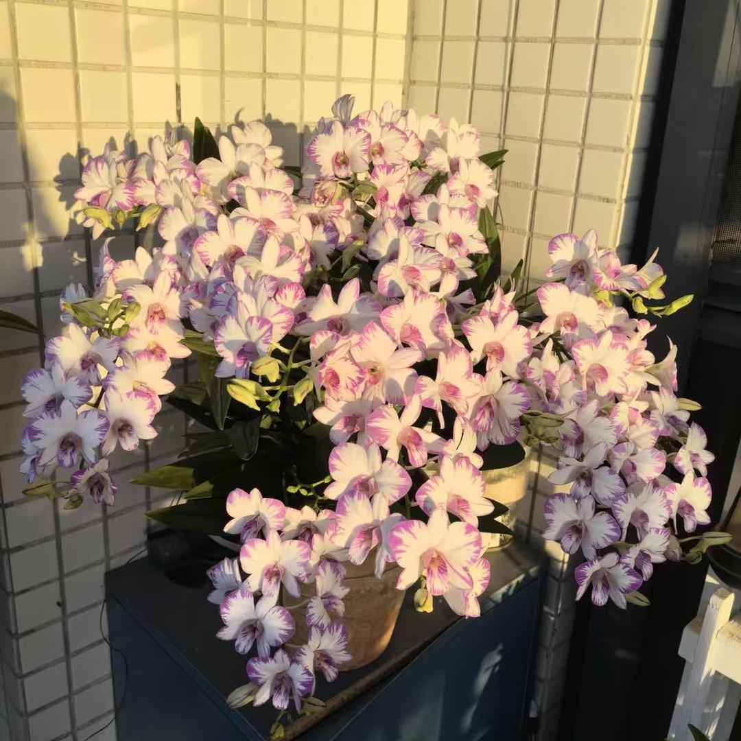 云间花花舍