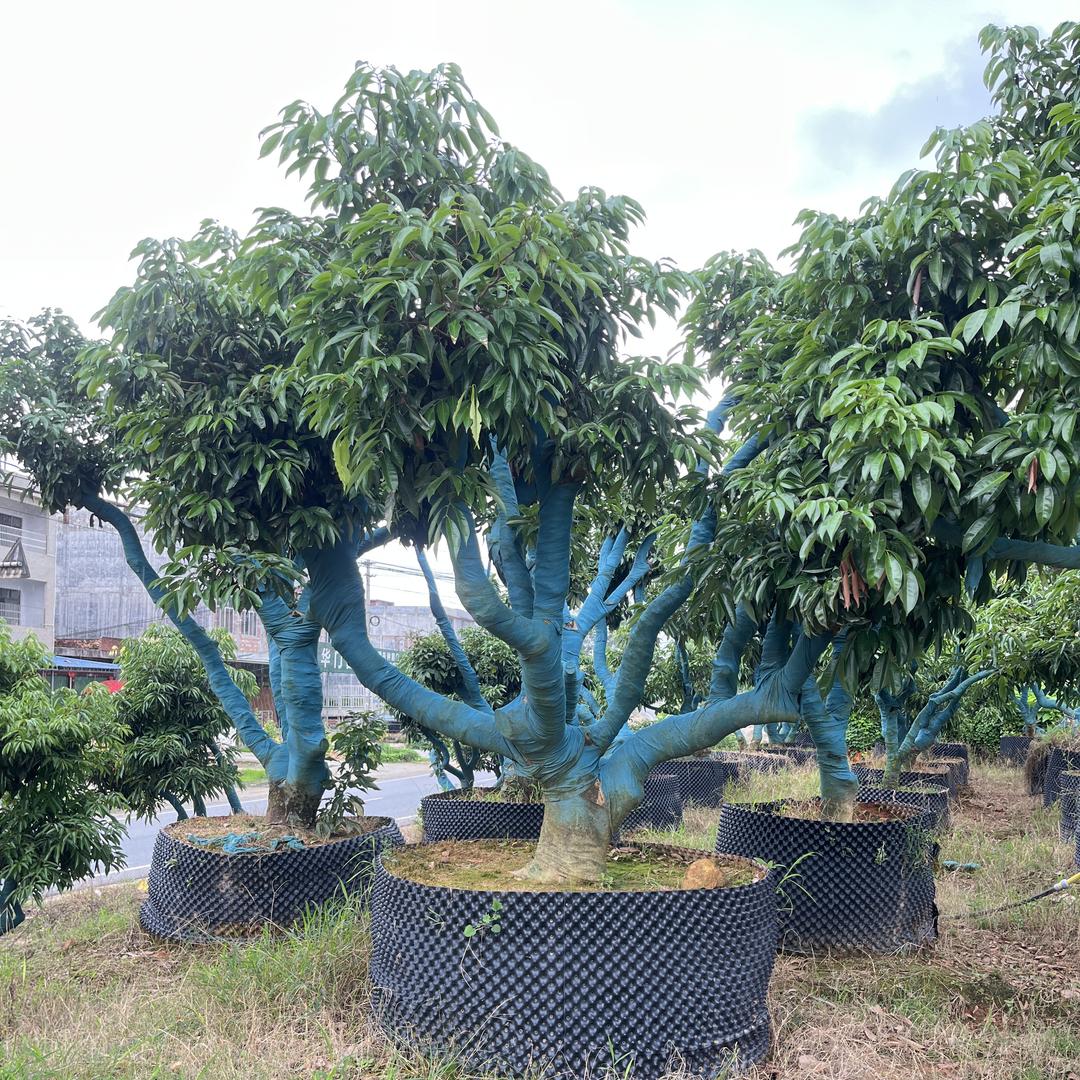 盛源苗木场