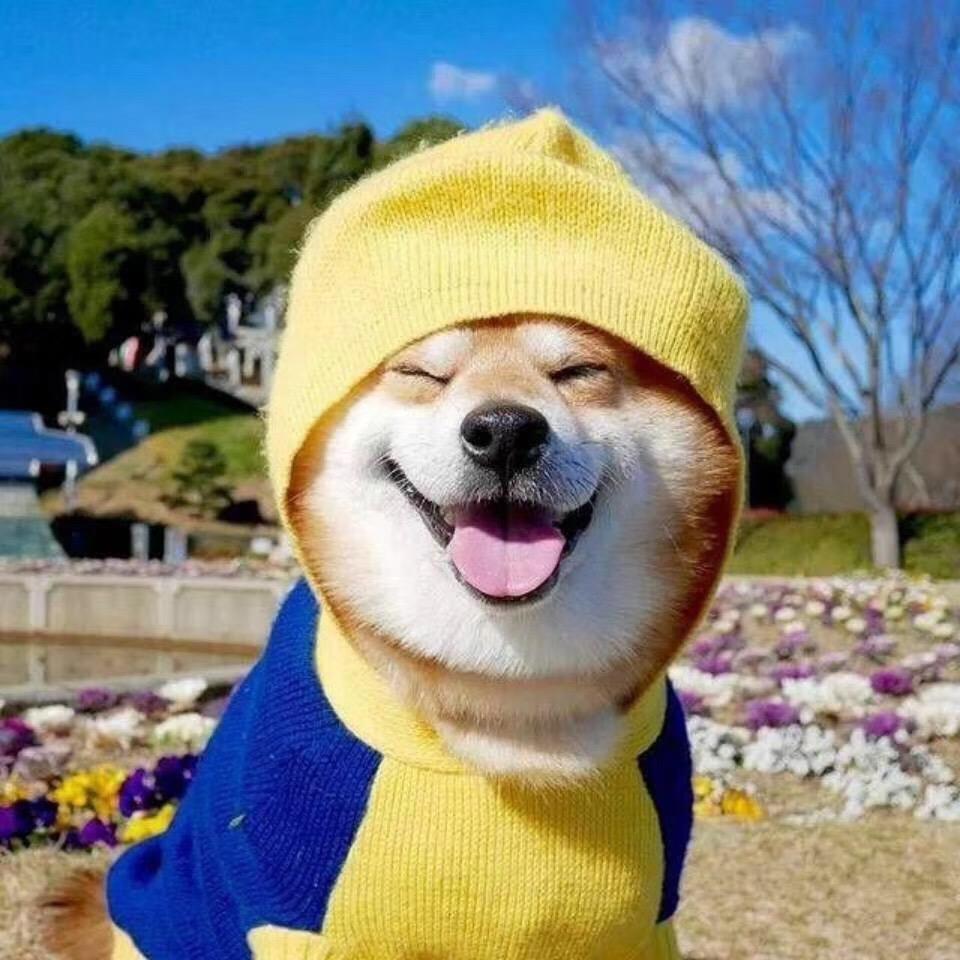 ⚡️二哈