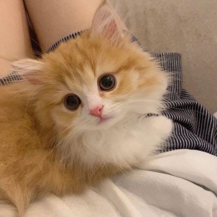 不爱吃香菜菜