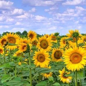 燕子的后半生🌻🌻🌻