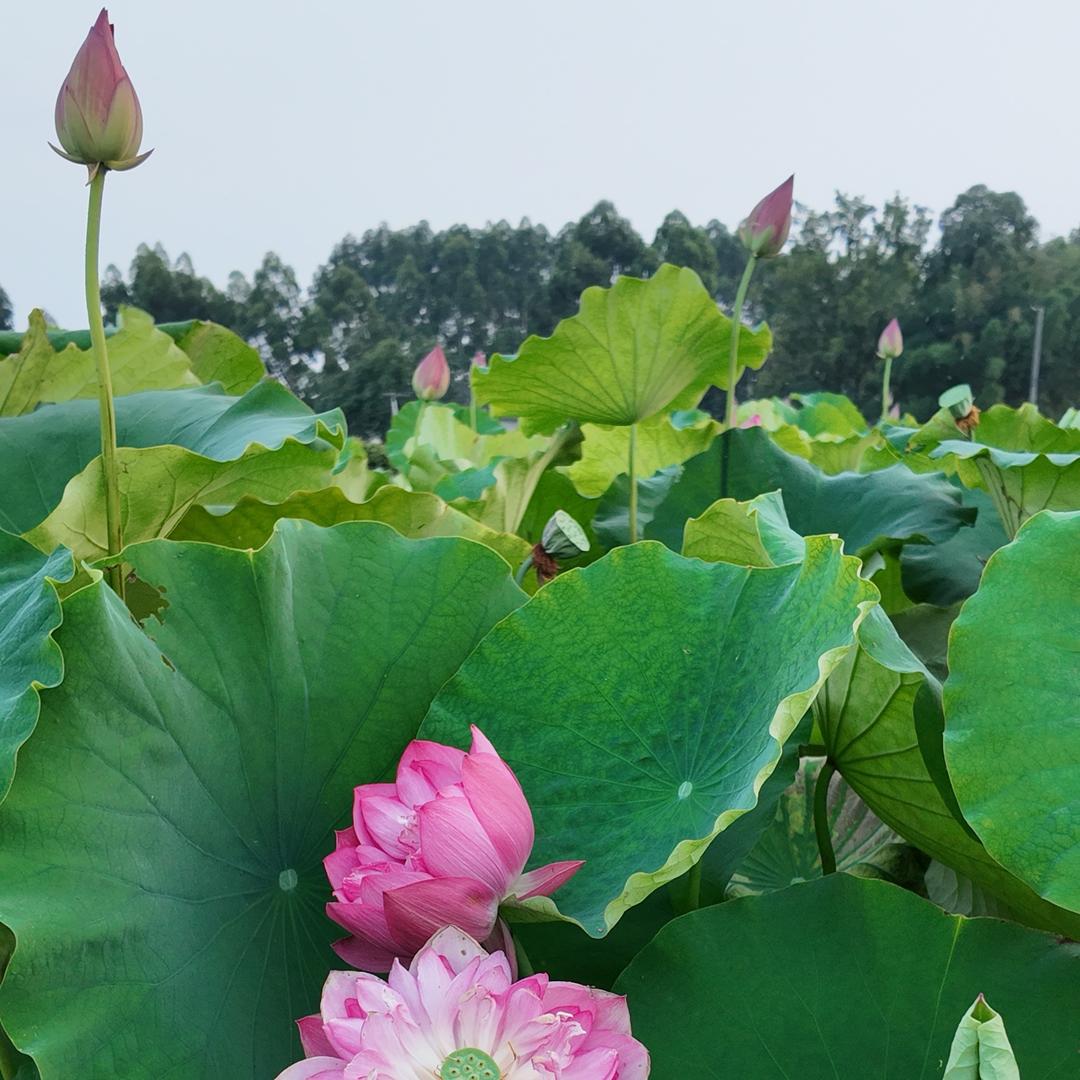 🌟星辰之力🌟