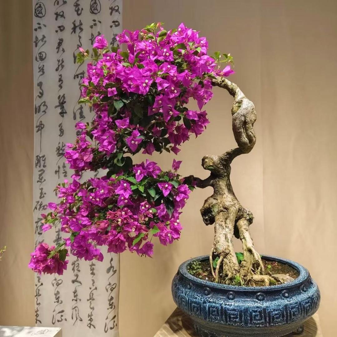 柒号花房园艺场