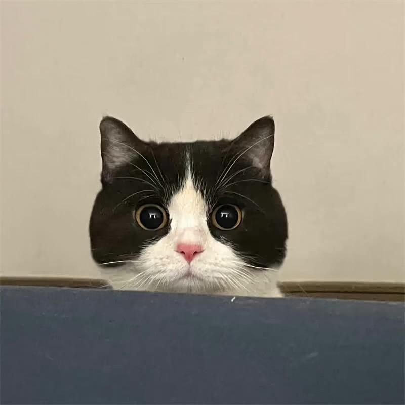 重生之九十二岁变态老蟑螂调戏八十九岁奶狗