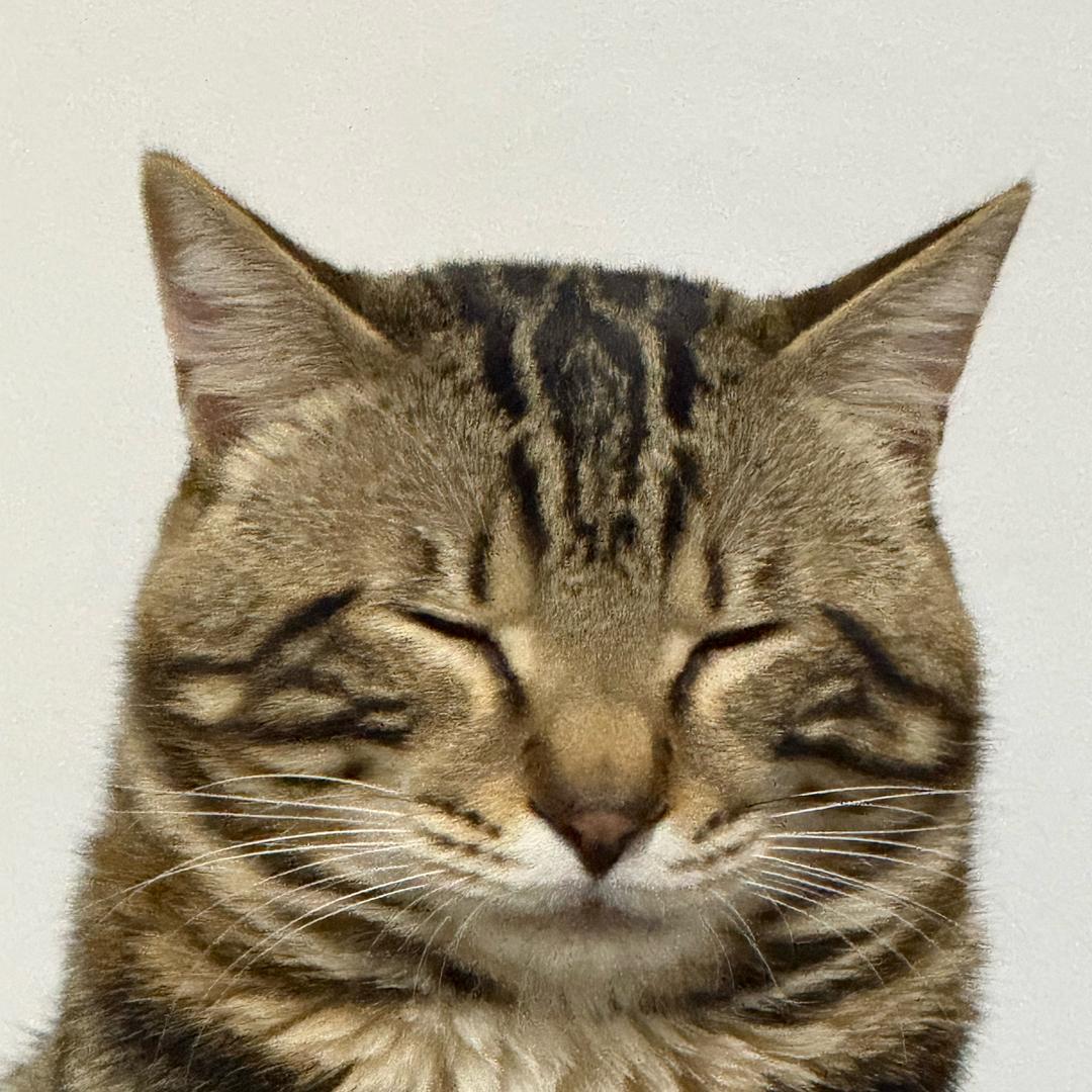 睡觉大王