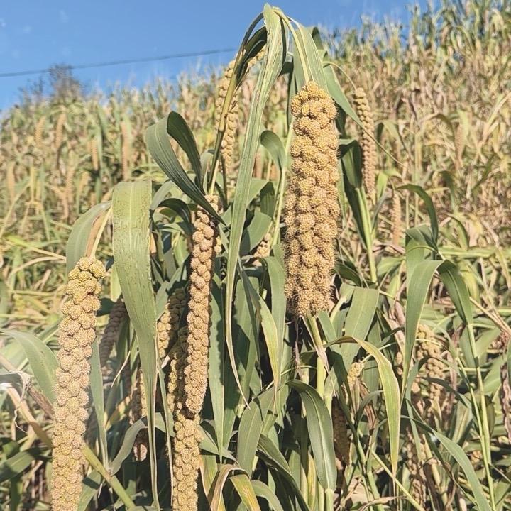 80后回村创业大姐