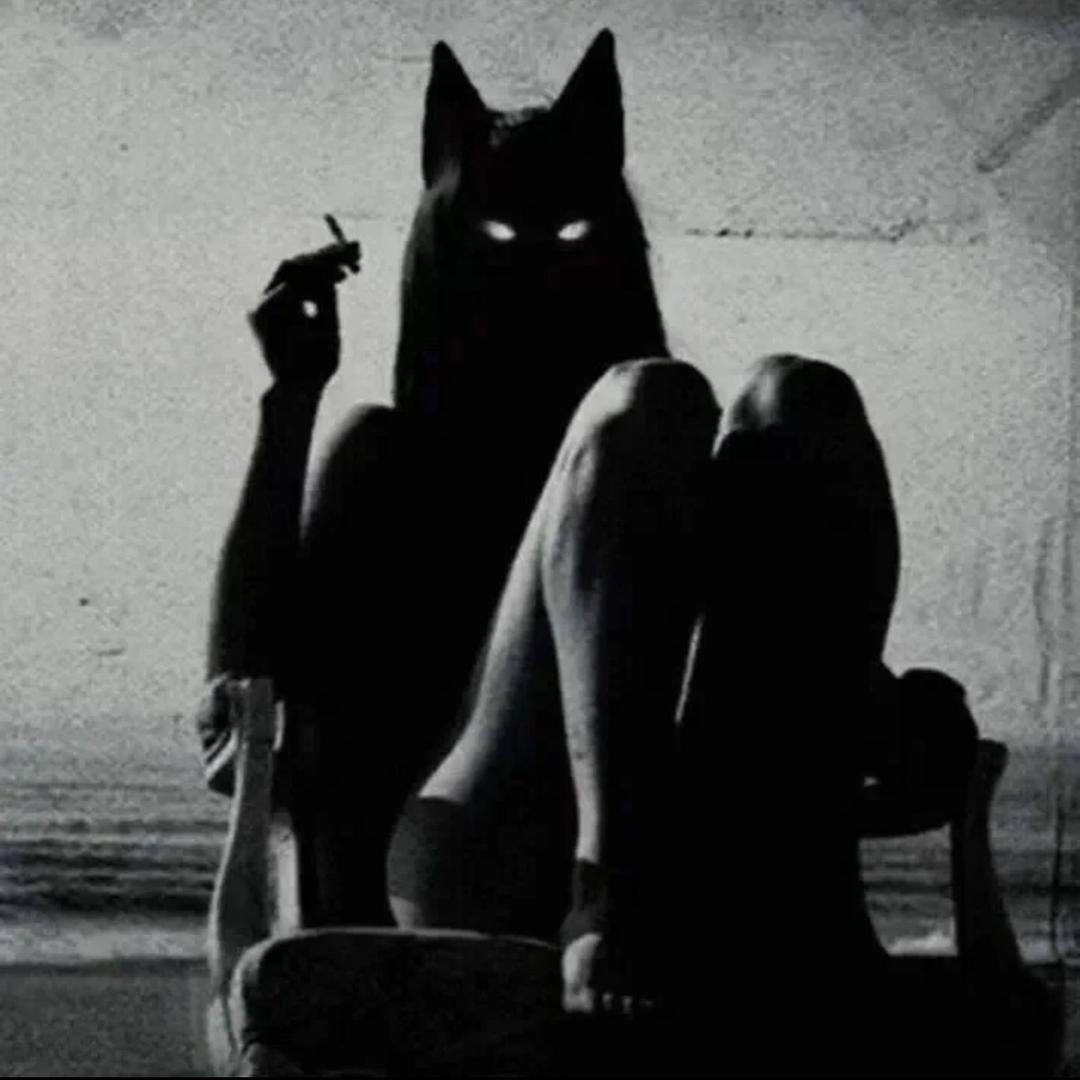 猫七