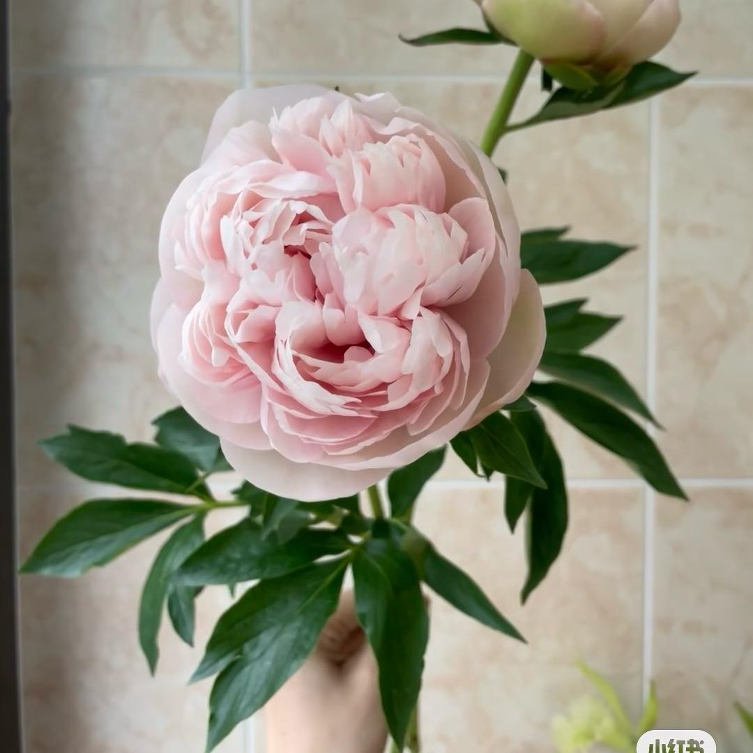 倾城芍韵（牡丹芍药）