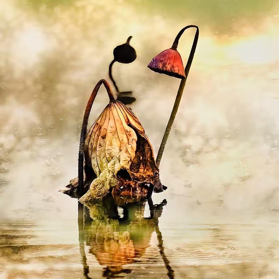 残荷听雨